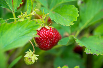 Red ripe wild strawberry on plant in the garden. Selective focus. Shallow depth of field.
