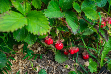 Red ripe wild strawberry on plant in the garden. Selective focus. Shallow depth of field.