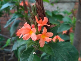 Obraz premium Red and yellow firecracker flower