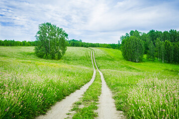 Fototapeta na wymiar Road through green summer field. Summer landscape.