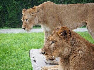 動物園のライオン