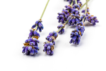 Lavender flowers isolated on white background. Close up. Space for text