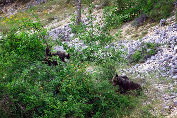 Marsican bear with cubs.
