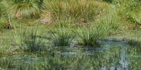 Swamp grass in tufts in black water in a pond in the bog near Steinhude, Germany