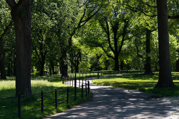 Empty Shaded Trail with Green Trees and Plants at Central Park in New York City during Spring