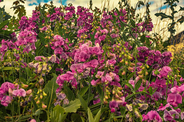 Obraz premium Wald Blumen Feld Landschaft Erzgebirge Städte Dörfer