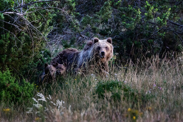 Marsican bear, a typical species of central Italy. A mother bear with her cubs walks among the...