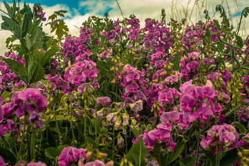 Wald Blumen Feld Landschaft Erzgebirge Städte Dörfer