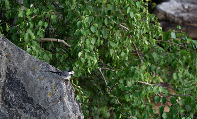 wagtail sits on grey stone against the background of birch