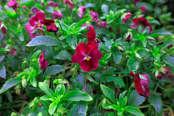 Fresh osmanthus leaves