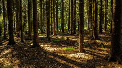 Wald Blumen Feld Landschaft Erzgebirge Städte Dörfer