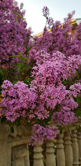 Obraz premium blooming lilac