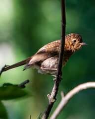 Young blackbird on the branch. Green background.