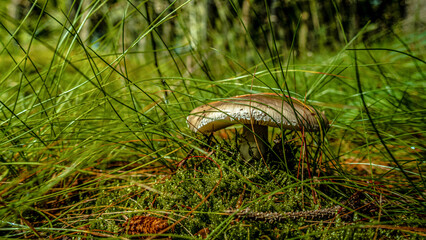Wald Blumen Feld Landschaft Erzgebirge Städte Dörfer