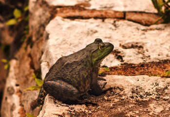 sweet little bullfrog at tower grove park