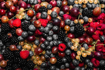 Gooseberries, blueberries, mulberry, raspberries, white and red currants.