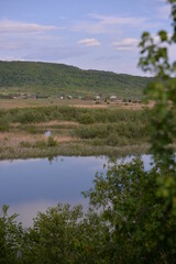 lake with reeds and willows on the shore near the forest during spring months