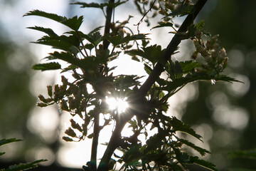 Horizontal close-up picture of morning sun shining through currant bush leaves. Sunrise background or texture