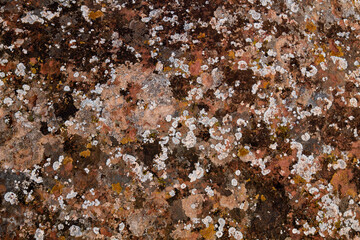 Lichens on limestone