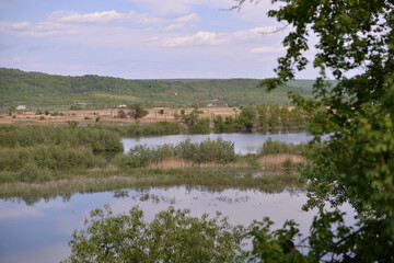 lake with reeds and willows on the shore near the forest during spring months