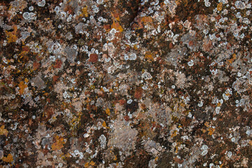 Lichens on a rock