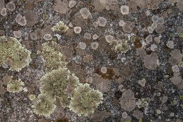 Lichens on stone