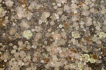 Lichens on stone