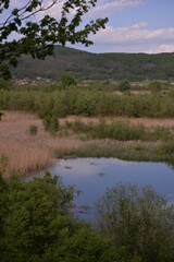 lake with reeds and willows on the shore near the forest during spring months