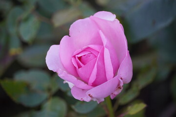 Bunte schöne leuchtende Blume Rose 