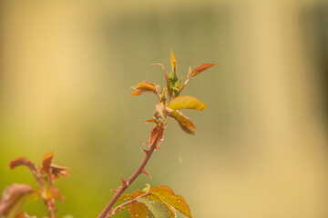 Wald Blumen Feld Landschaft Erzgebirge Städte Dörfer