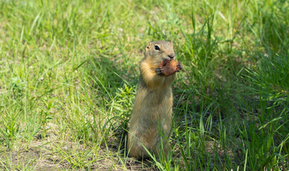 Naklejka na ściany i meble hungry gopher eats food in a clearing on a summer day.