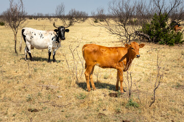 Texas Longhorn beef cattle cow and calf with typical long horns, while standing in a pasture