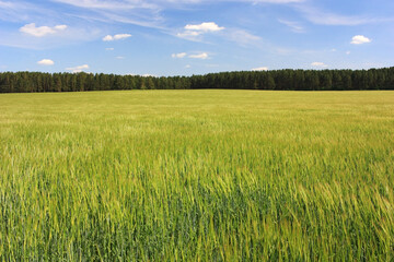 Fototapeta premium Green field of wheat ears