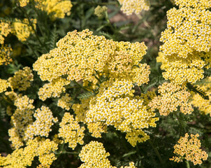 Bright yellow achillea flowers for background. Botanical garden by day  © Anna