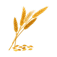 Golden Ear of Wheat as Grain Crop or Grain Head Vector Illustration