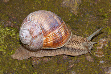 Weinbergschnecke