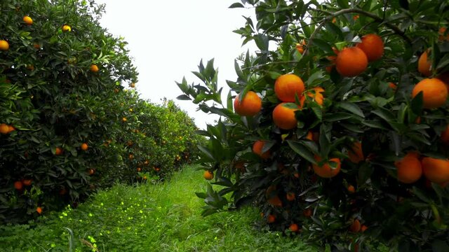 orange tree in the garden