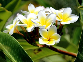 Obraz premium Plumeria or Frangipani is a small tree that grows and is revered in many countries as if it has always been part of the local nature and culture.