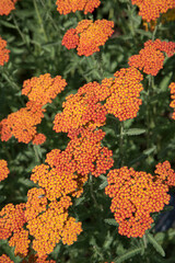 Vertical photo of orange achillea millefolium flowers growing in botanical garden bright in daylight for background © Anna
