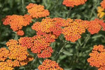 Horizontal photo of orange achillea millefolium flowers growing in botanical garden bright in daylight for background © Anna