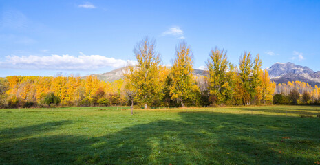 Fototapeta na wymiar Meadow surrounded by autumnal grove and mountains in the background.