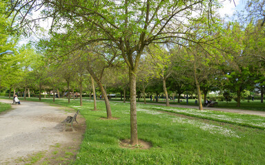 Spring public park with paths between trees of different species And people resting on the park benches 