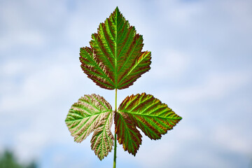 Green raspberry leaf against the sky.