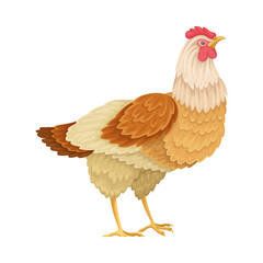 Feathered Hen as Domestic Bird Isolated on White Background Vector Illustration
