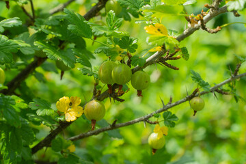 Fototapeta premium Bush Ribes uva-crispa. branch with green gooseberries. selective focus. Used in medicine.