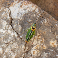 Delphi, Greece | Delphi Insect