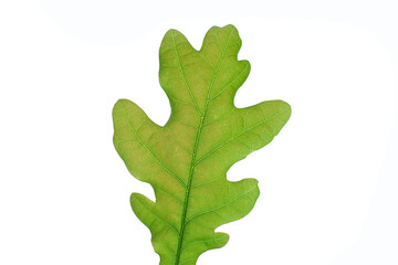 Green oak leaf Isolated on a white background.