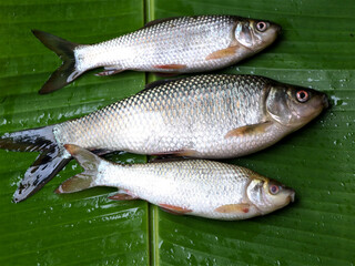 Fresh raw fish kept on plantain leaf