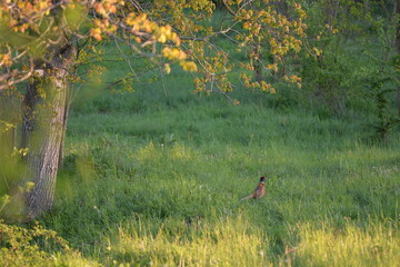 Obraz na płótnie Canvas pheasant sitting in green grass at sunset