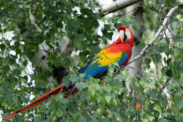 Red parrot in green vegetation. Scarlet Macaw, Ara macao, in dark green tropical forest, Costa Rica, Wildlife scene from nature. Red bird in the forest.